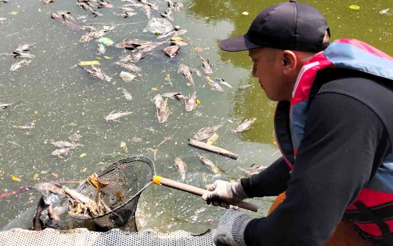 Ikan Sapu-Sapu Mati Massal di Kali Bekasi, 700 Kilogram Bangkai Diangkat
