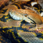 Ular Masuk Rumah: 5 Pemicu, Cara Mencegah, dan Langkah Aman Mengatasinya