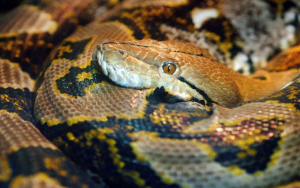 Ular Masuk Rumah: 5 Pemicu, Cara Mencegah, dan Langkah Aman Mengatasinya