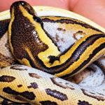Firman Ugama Klaim Jadi Orang Indonesia Pertama yang Kembangbiakkan African Rock Python