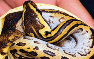 Firman Ugama Klaim Jadi Orang Indonesia Pertama yang Kembangbiakkan African Rock Python