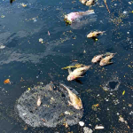 Ikan Mati di Kali Bekasi, DLH Belum Pastikan Penyebabnya