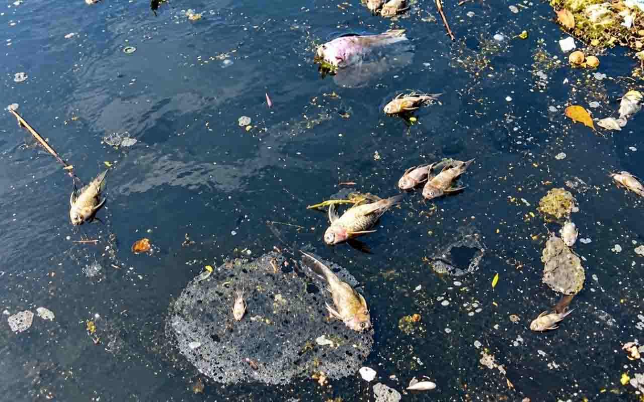 Ikan Mati di Kali Bekasi, DLH Belum Pastikan Penyebabnya 1 Ikan Mati di Kali Bekasi, DLH Belum Pastikan Penyebabnya