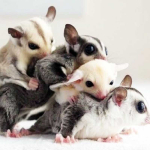 Ternak Sugar Glider Jadi Peluang Usaha, Ini Hal yang Perlu Diperhatikan
