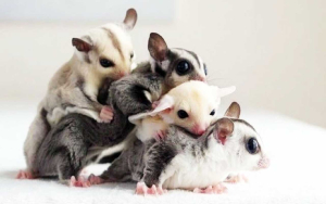 Ternak Sugar Glider Jadi Peluang Usaha, Ini Hal yang Perlu Diperhatikan