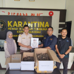 1.728 Kuda Laut Kering Digagalkan di Bandara RHF, Kiriman Diklaim Makanan Ringan