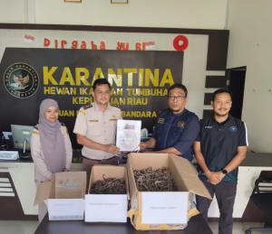 1.728 Kuda Laut Kering Digagalkan di Bandara RHF, Kiriman Diklaim Makanan Ringan
