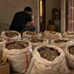 320 Kg Sisik Trenggiling Disita, Siapa di Balik Kiriman Berkedok Ikan Asin?