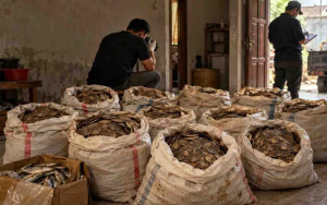 320 Kg Sisik Trenggiling Disita, Siapa di Balik Kiriman Berkedok Ikan Asin?